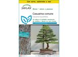 Saflax Insieme Di Coltivazione - Casuarina Comune - 200 Semi - Casuarina