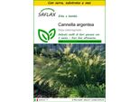 Saflax Insieme Di Coltivazione - Cannella Argentea - 50 Semi - Stipa