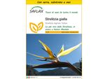 Saflax Insieme Di Coltivazione - Strelitzia Gialla - 4 Semi - Strelitzia