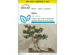 Saflax Insieme Di Coltivazione - Olivo - 20 Semi - Olea