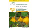 Saflax Insieme Di Coltivazione - Albero Dei Capezzoli - 10 Semi - Solanum
