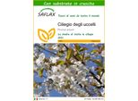 Saflax - Ciliegio Degli Uccelli - 10 Semi - Con Substrato - Prunus