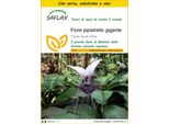 Saflax Insieme Di Coltivazione - Fiore Pipistrello Gigante - 10 Semi - Tacca