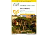 Saflax Insieme Di Coltivazione - Pino Marittimo - 6 Semi - Pinus