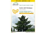 Saflax Insieme Di Coltivazione - Cedro Dell Himalaya - 35 Semi - Cedrus