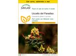 Saflax Insieme Di Coltivazione - Uccello Del Paradiso - 10 Semi - Caesalpinia