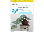 Saflax Insieme Di Coltivazione - Cedro Libanese - 20 Semi - Cedrus