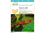 Saflax Set Regalo - Pianta Di Caffè - 8 Semi - Coffea