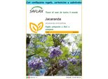 Saflax Set Regalo - Jacaranda - 50 Semi - Jacaranda