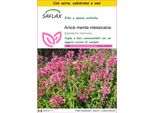 Saflax Insieme Di Coltivazione - Anice Menta Messicana - 50 Semi - Agastache