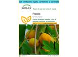 Saflax Set Regalo - Papaia - 30 Semi - Carica