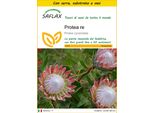 Saflax Insieme Di Coltivazione - Protea Re - 5 Semi - Protea