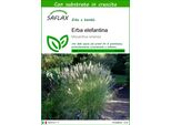 Saflax - Erba Elefantina - 200 Semi - Con Substrato - Miscanthus