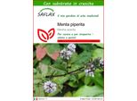 Saflax - Menta Piperita - 300 Semi - Con Substrato - Mentha