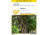 Saflax Insieme Di Coltivazione - Baniano - 20 Semi - Ficus