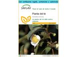 Saflax Set Regalo - Pianta Del Tè - 6 Semi - Camellia