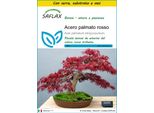 Saflax Insieme Di Coltivazione - Acero Palmato Rosso - 20 Semi - Acer
