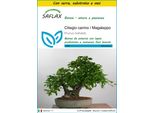 Saflax Insieme Di Coltivazione - Ciliegio Canino / Magaleppo - 30 Semi - Prunus