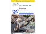 Saflax Insieme Di Coltivazione - Orocereus - 40 Semi - Oreocereus