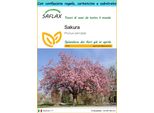 Saflax Set Regalo - Sakura - 30 Semi - Prunus