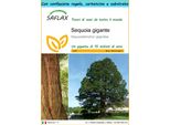 Saflax Set Regalo - Sequoia Gigante - 50 Semi - Sequoiadendron