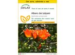 Saflax Insieme Di Coltivazione - Albero Dei Tulipani - 30 Semi - Spathodea