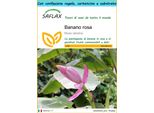Saflax Set Regalo - Banano Rosa - 8 Semi - Musa