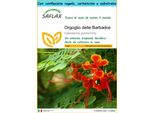 Saflax Set Regalo - Orgoglio Delle Barbados - 10 Semi - Caesalpinia