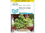 Saflax Insieme Di Coltivazione - Albero Dei Ventagli - 4 Semi - Ginkgo