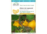 Saflax Set Regalo - Albero Dei Capezzoli - 10 Semi - Solanum