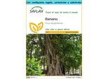 Saflax Set Regalo - Baniano - 20 Semi - Ficus