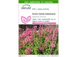 Saflax - Anice Menta Messicana - 50 Semi - Con Substrato - Agastache