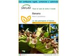 Saflax Set Regalo - Banano - 10 Semi - Musa