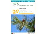 Saflax Set Regalo - Pino Giallo - 20 Semi - Pinus