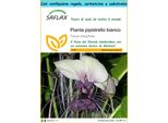 Saflax Set Regalo - Pianta Pipistrello Bianco - 10 Semi - Tacca