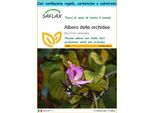 Saflax Set Regalo - Albero Delle Orchidee - 8 Semi - Bauhinia