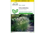 Saflax Insieme Di Coltivazione - Erba Elefantina - 200 Semi - Miscanthus