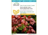 Saflax Set Regalo - Acero Palmato Rosso / Acero Giapponese Rosso - 20 Semi - Acer