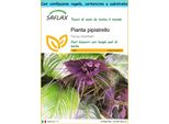 Saflax Set Regalo - Pianta Pipistrello - 10 Semi - Tacca