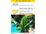 Saflax Insieme Di Coltivazione - Grande Banano Delle Nevi - 10 Semi - Ensete