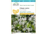 Saflax Set Regalo - Ciliegio Canino - 30 Semi - Prunus
