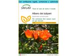 Saflax Set Regalo - Albero Dei Tulipani - 30 Semi - Spathodea