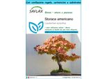 Saflax Set Regalo - Storace Americano - 100 Semi - Liquidamber