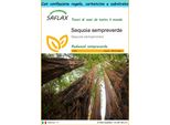 Saflax Set Regalo - Sequoia Sempreverde - 50 Semi - Sequoia