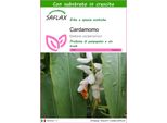 Saflax - Cardamomo - 20 Semi - Con Substrato - Elettaria