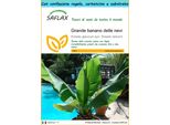 Saflax Set Regalo - Grande Banano Delle Nevi - 10 Semi - Ensete