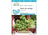 Saflax Set Regalo - Albero Dei Ventagli - 4 Semi - Ginkgo