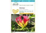 Saflax Set Regalo - Gloriosa - 15 Semi - Gloriosa