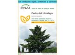 Saflax Set Regalo - Cedro Dell Himalaya - 35 Semi - Cedrus