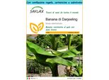 Saflax Set Regalo - Banana Di Darjeeling - 5 Semi - Musa